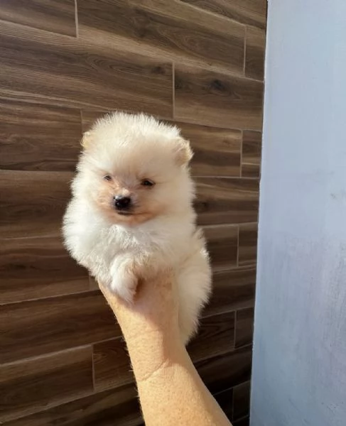 Bellissimo cucciolo di Pomerania MiniToy | Foto 2