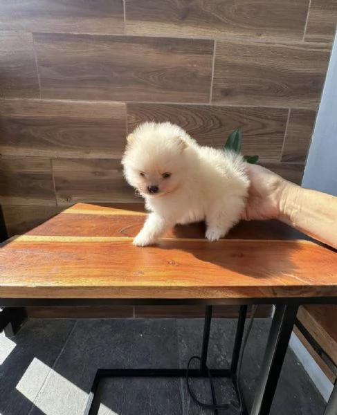 Bellissimo cucciolo di Pomerania MiniToy | Foto 1