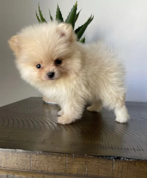 Bellissimo cucciolo di Pomerania MiniToy | Foto 0