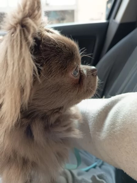 Stalloncino da monta di chihuahua  | Foto 0