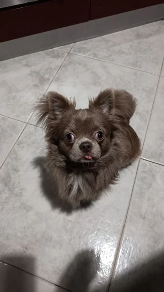 Stalloncino da monta di chihuahua 