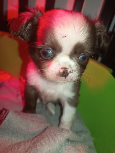 Cuccioli di chihuahua con pedigree  | Foto 3