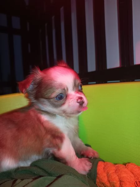 Cuccioli di chihuahua con pedigree  | Foto 2