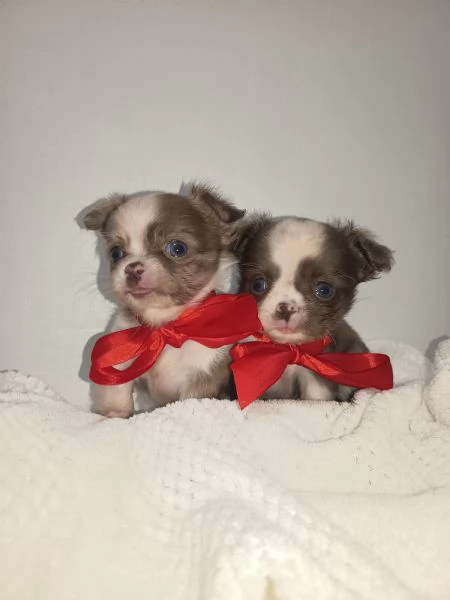Cuccioli di chihuahua con pedigree 