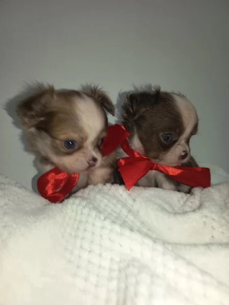 Cuccioli di chihuahua con pedigree  | Foto 1
