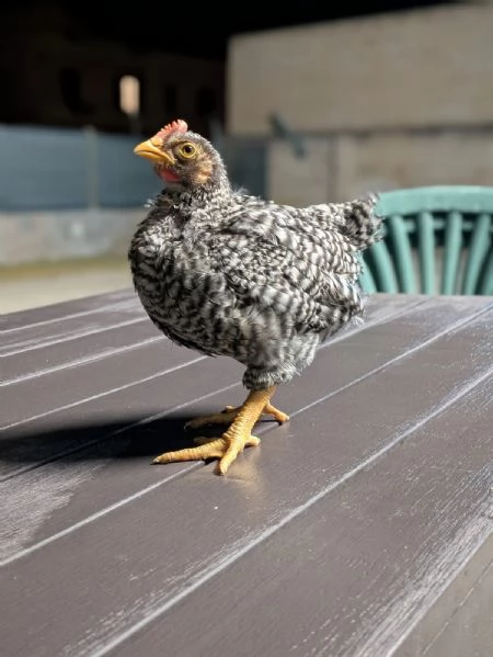 Pulcino Amroks  | Foto 1