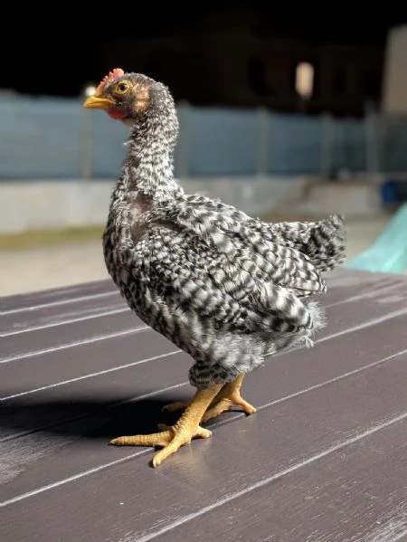 Pulcino Amroks  | Foto 0