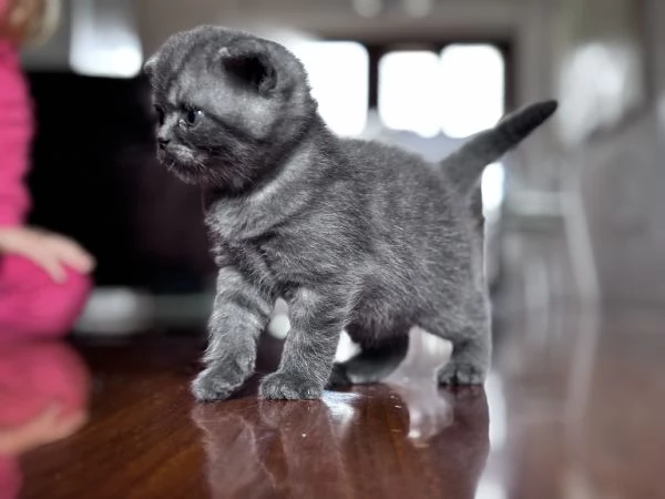 Femmina Scottish Fold blue | Foto 1