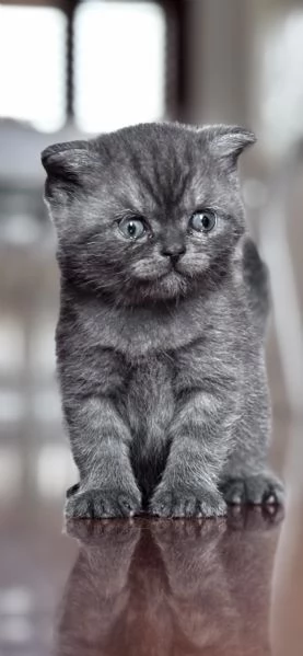 Femmina Scottish Fold blue