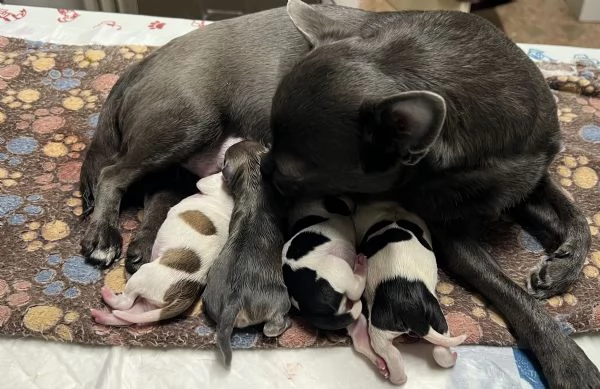 Pedigree.Chihuahua 1 maschio e 3 femmine.