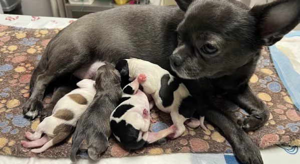 Pedigree.Chihuahua 1 maschio e 3 femmine. | Foto 0