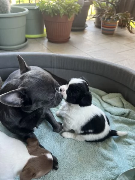 Chihuahua femmine pedigree 