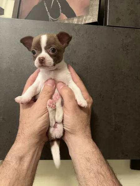 Chihuahua femmine pedigree  | Foto 3