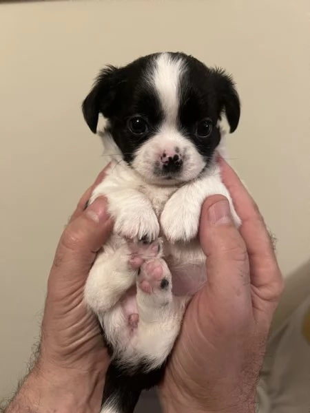 Chihuahua femmine pedigree  | Foto 2