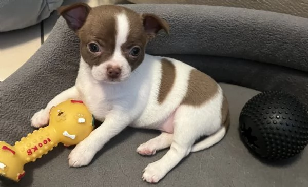 Chihuahua femmine pedigree  | Foto 1