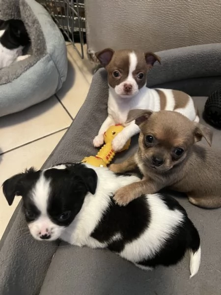 Chihuahua femmine pedigree  | Foto 0
