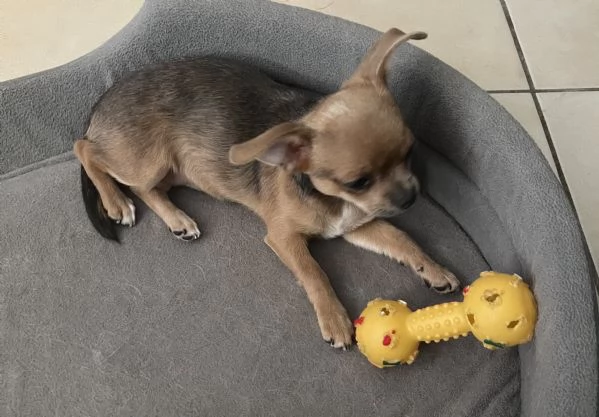 Chihuahua femmina pedigree Enci  | Foto 4