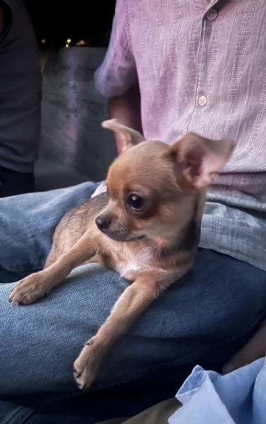 Chihuahua femmina pedigree Enci  | Foto 3