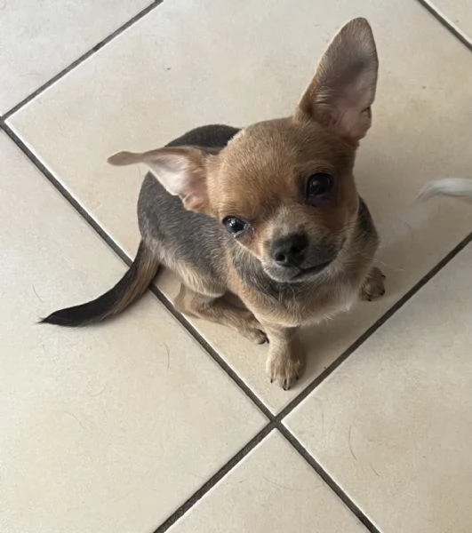 Chihuahua femmina pedigree Enci 