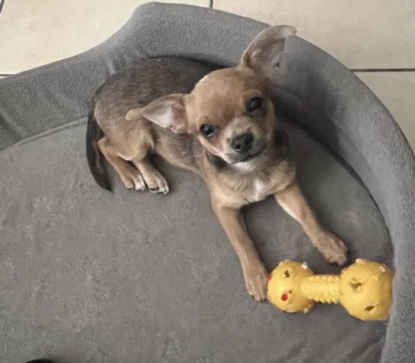 Chihuahua femmina pedigree Enci  | Foto 2