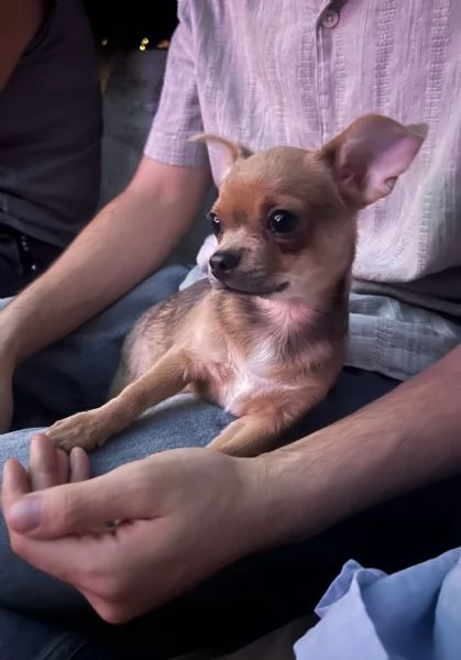 Chihuahua femmina pedigree Enci  | Foto 0