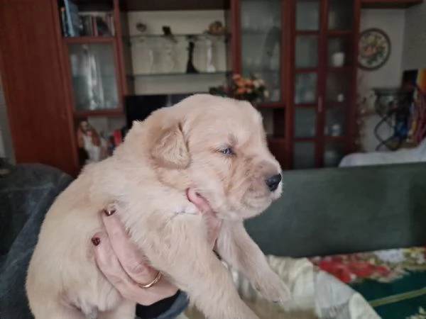 Vendita cuccioli golden retriever linea americana 