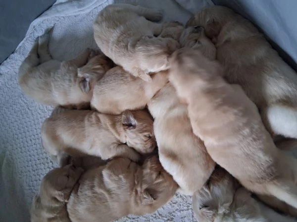 Vendita cuccioli golden retriever linea americana  | Foto 5