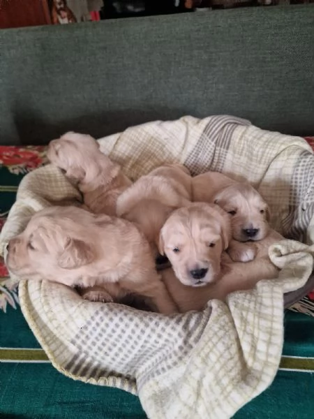 Vendita cuccioli golden retriever linea americana  | Foto 4