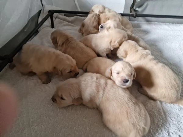 Vendita cuccioli golden retriever linea americana  | Foto 3