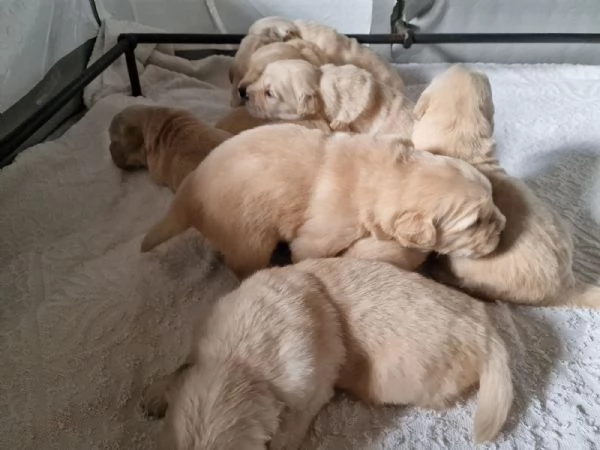 Vendita cuccioli golden retriever linea americana  | Foto 2