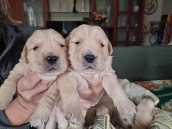 Vendita cuccioli golden retriever linea americana  | Foto 1