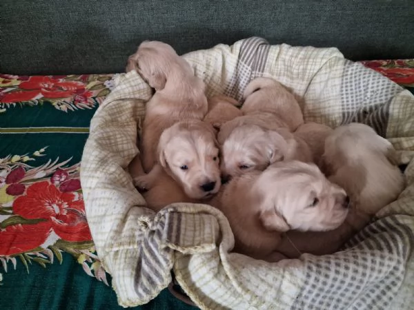 Vendita cuccioli golden retriever linea americana  | Foto 0