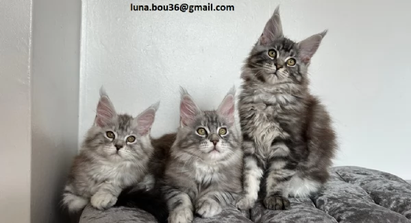  Maine coon gattino disponibile Allevatore offre parenti gattini Kitten Maine bestiame vaccinato tru