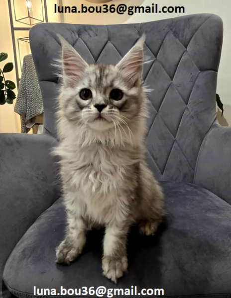  Maine coon gattino disponibile Allevatore offre parenti gattini Kitten Maine bestiame vaccinato tru