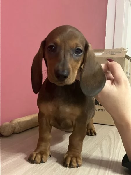 Bassotti Disponibili 