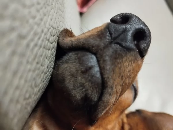 Bassotti Disponibili  | Foto 2