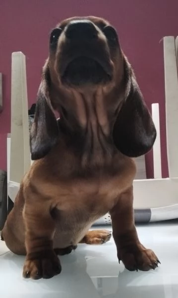 Bassotti Disponibili  | Foto 1