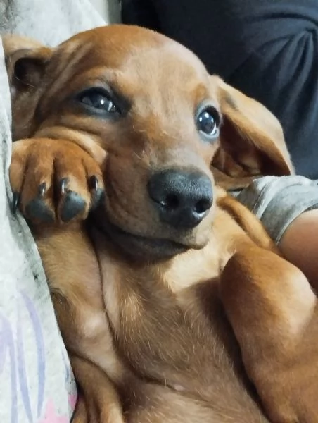 Bassotti Disponibili  | Foto 0