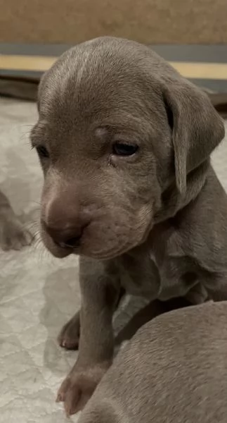 Cuccioli di  Weimaraner in vendita