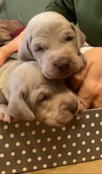 Cuccioli di  Weimaraner in vendita | Foto 5