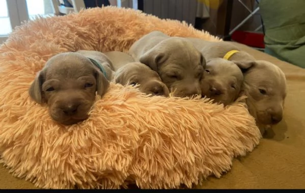 Cuccioli di  Weimaraner in vendita | Foto 4