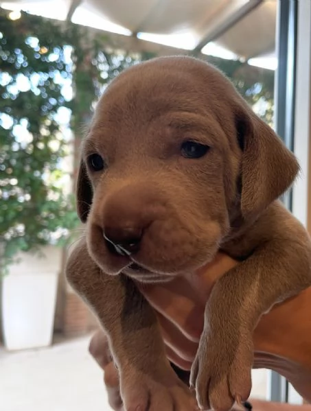 Cuccioli di  Weimaraner in vendita | Foto 3
