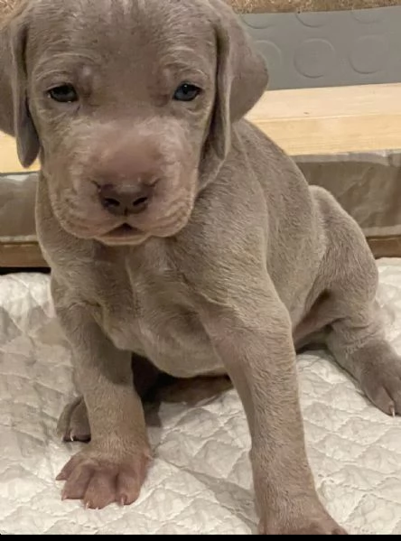 Cuccioli di  Weimaraner in vendita | Foto 2