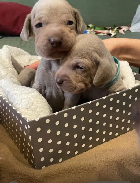 Cuccioli di  Weimaraner in vendita | Foto 1