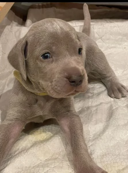 Cuccioli di  Weimaraner in vendita | Foto 0