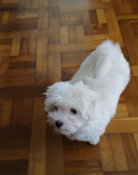 Maltesina toy | Foto 2