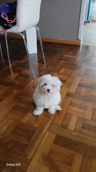 Maltesina toy | Foto 1