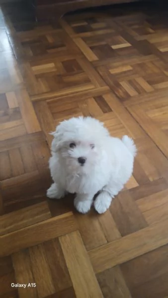 Maltesina toy | Foto 0