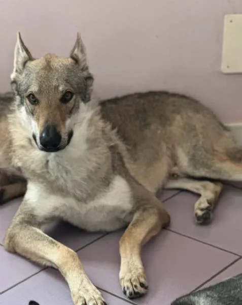 Cane lupo cecoslovacco
