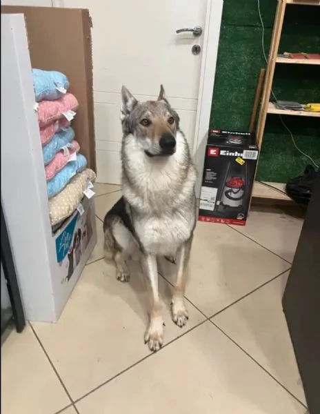 Cane lupo cecoslovacco | Foto 1